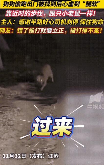 笑不活了！江苏这狗子偷跑出门闯祸，被全家找半宿，认错时心虚到腿软匍匐前进，那怂样