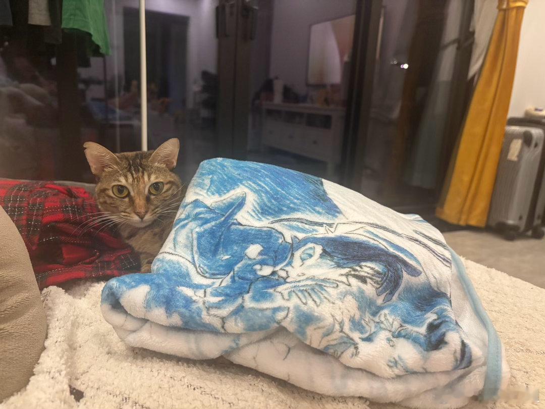 当我大半夜在加班挑狗图我们的猫探出了她的头[大笑]​​​