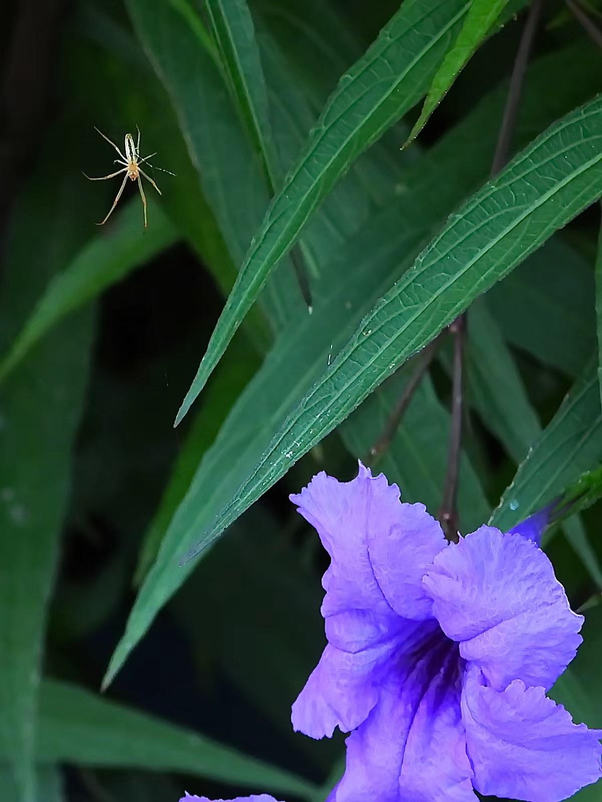 蓝花草丛中的“长脚蛛”蓝花草丛中，一只蜘蛛吐丝织网，意在捕猎取食。这种蜘