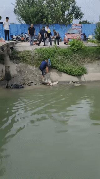 撒网真的能网住这么大的鱼吗？看这网里的鱼竟然都是一边大的？简直就像养殖的鱼一