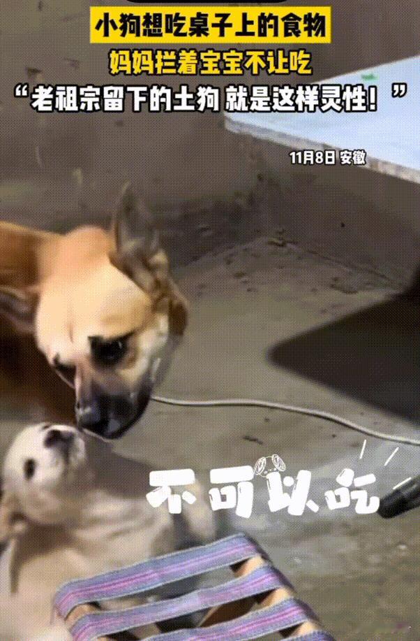 万物皆有灵性！安徽，主人出去接电话的瞬间，小狗馋的想吃桌上的肉，狗妈妈看到后拦着