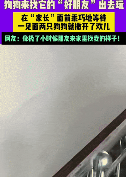“太有灵性了！”贵州，女子看到一只狗来到家里。突然，她对楼上喊:“来福，你朋友