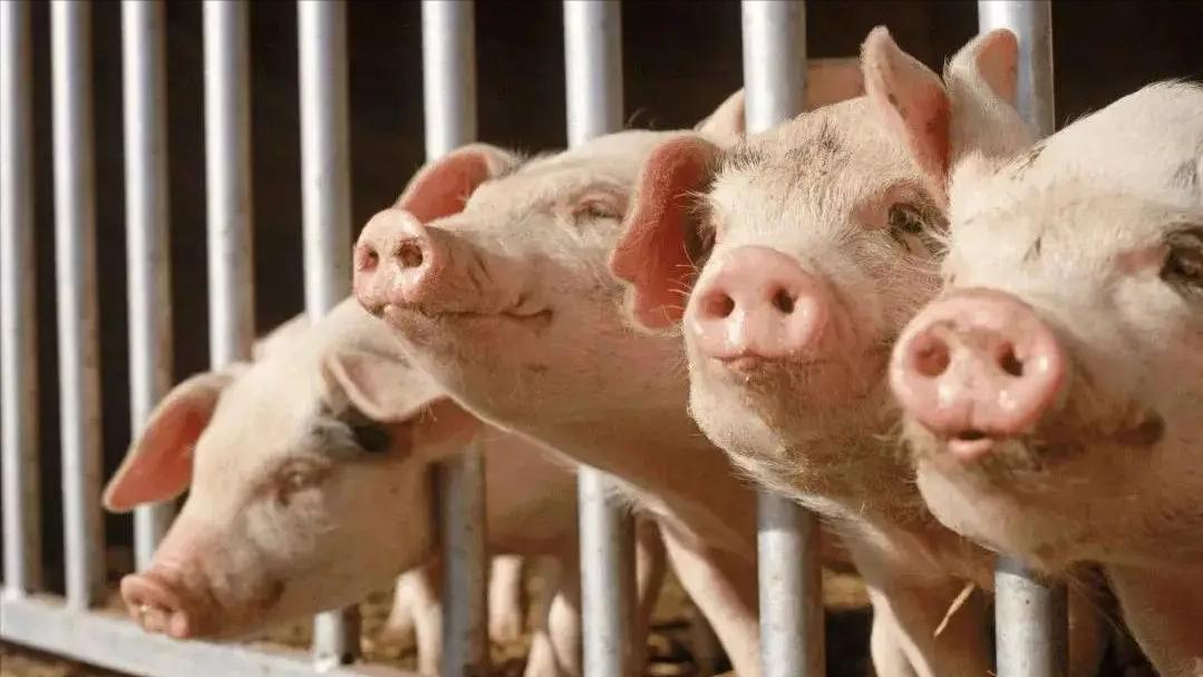 生猪价格下跌，背后的原因是什么？今年很多地方的猪肉价格在下跌，其实农产品