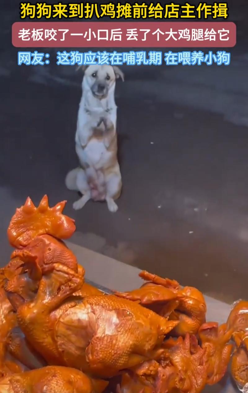 万物皆有灵！山东，一只狗狗来到一家扒鸡摊前，店主以为它只是单纯的馋了，没想到，狗