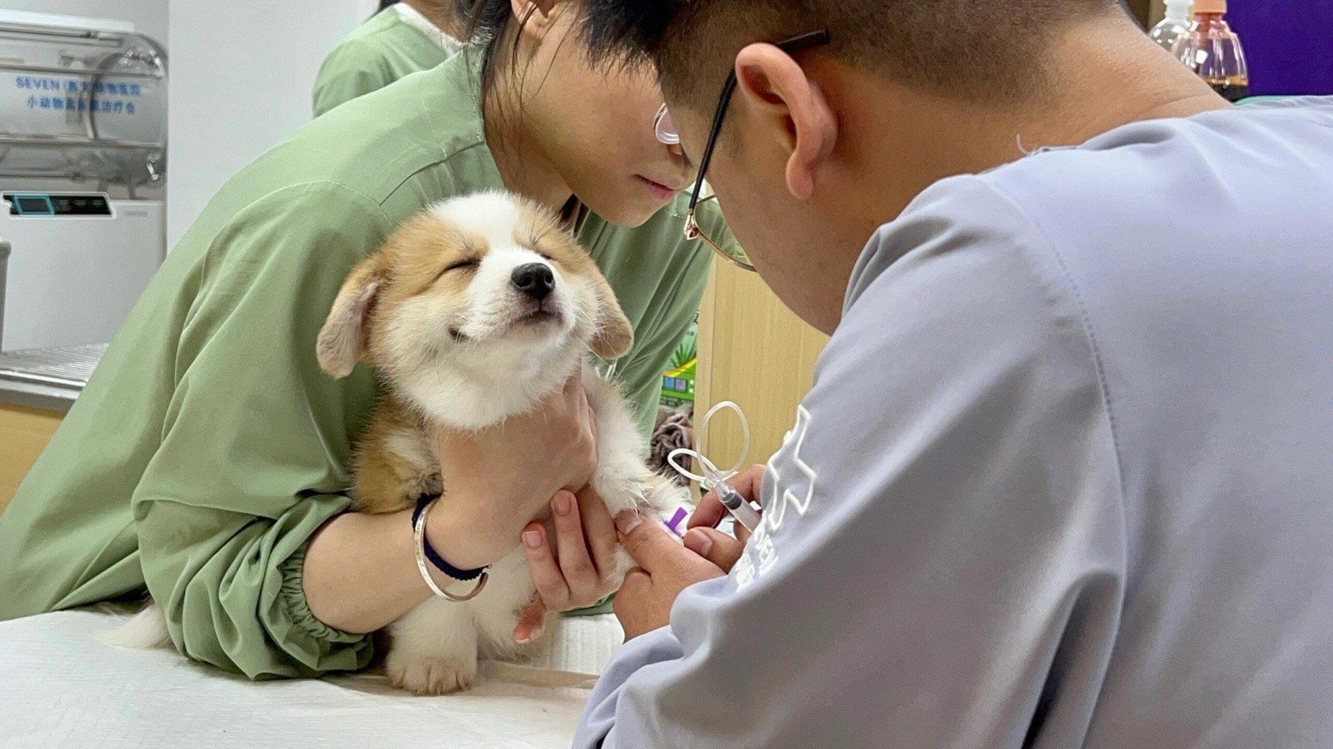 体检抽血时保持微笑的小柯基