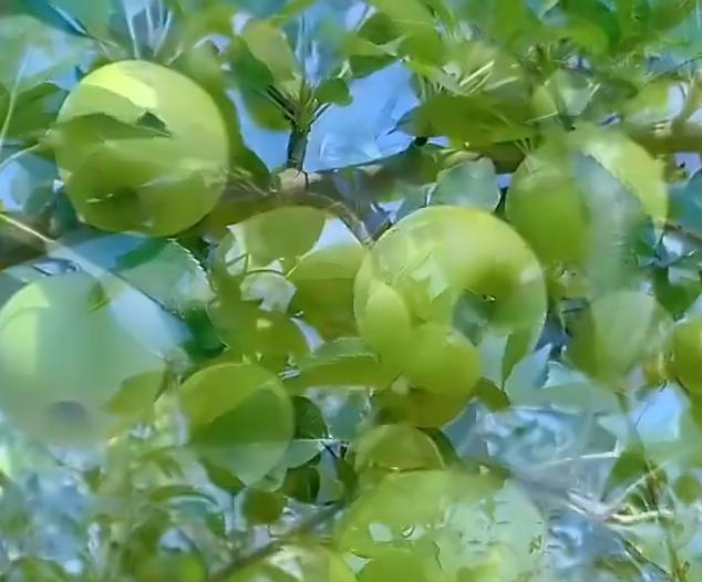 老式水果为什么消失了有没有发现，小时候常吃的老式水果，现在几乎看不见了？