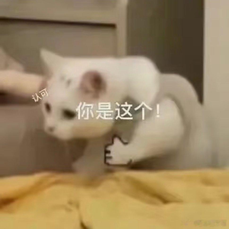 可爱小猫表情包。