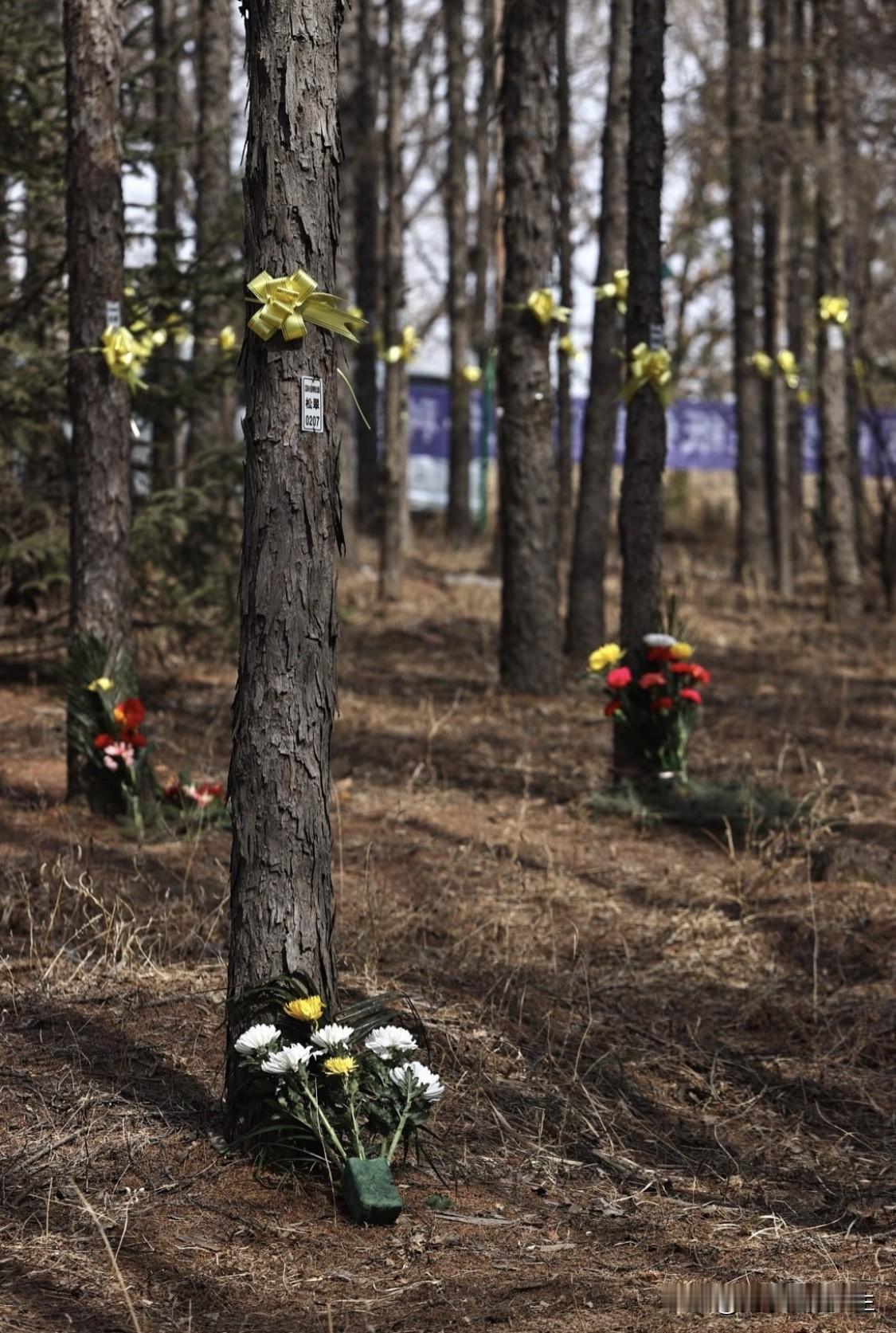 一位老人说到自己的身后事，调侃道：“海葬喂了鱼，不好；土葬喂了虫，不好；还是树