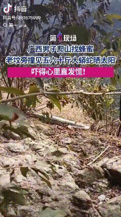 广西防城港，一男子爬山去找蜂蜜，期间坐在石头上休息，突然发现不远处好像好像什么东