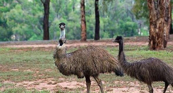 1932年，澳大利亚爆发了一场人鸟大战，2万只巨鸟横扫澳洲，军队少校率领两名士兵