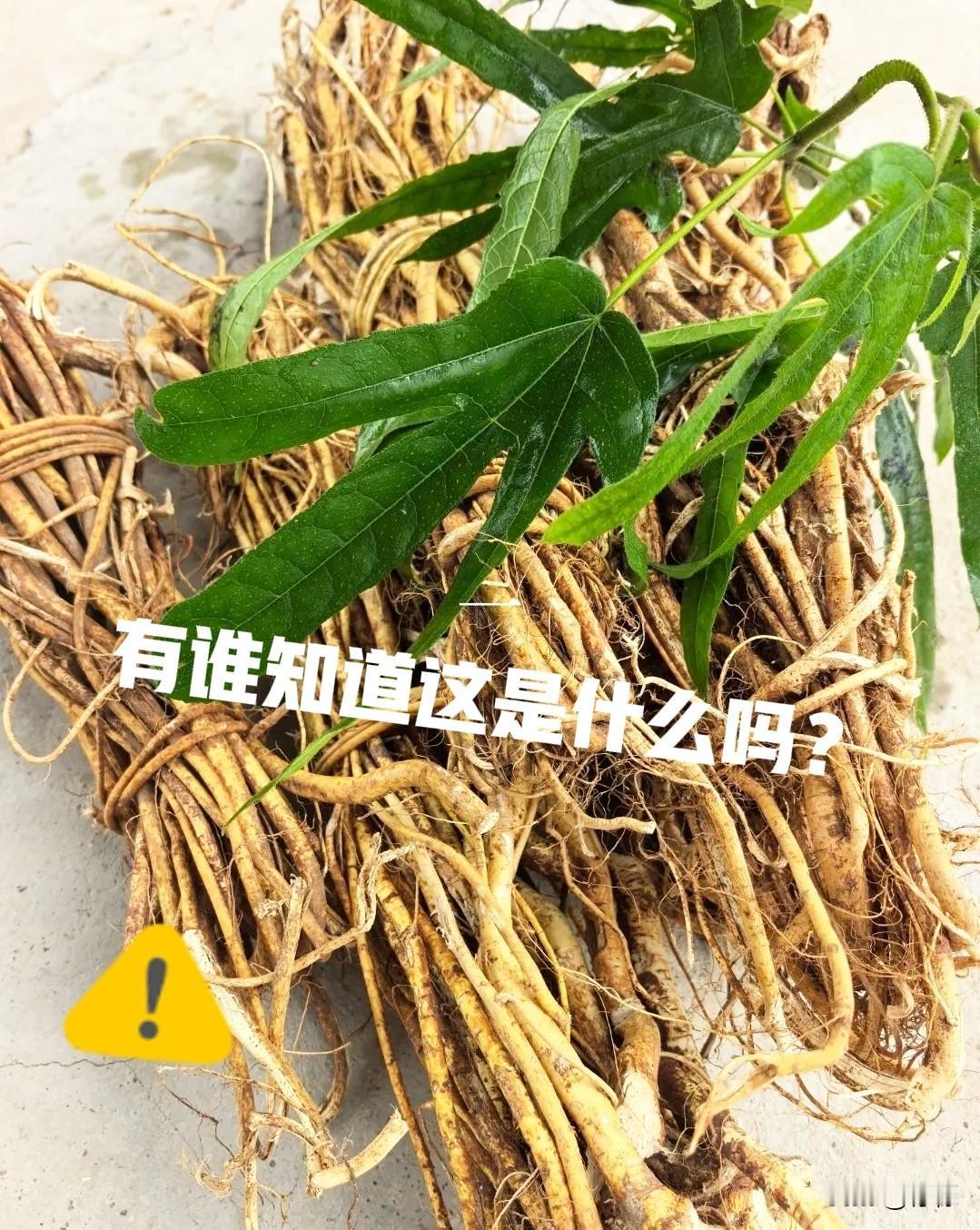 昨天一大早，小姑子就给我打来电话：“嫂子，我到你家楼下了，给你送点绝世好东西，一