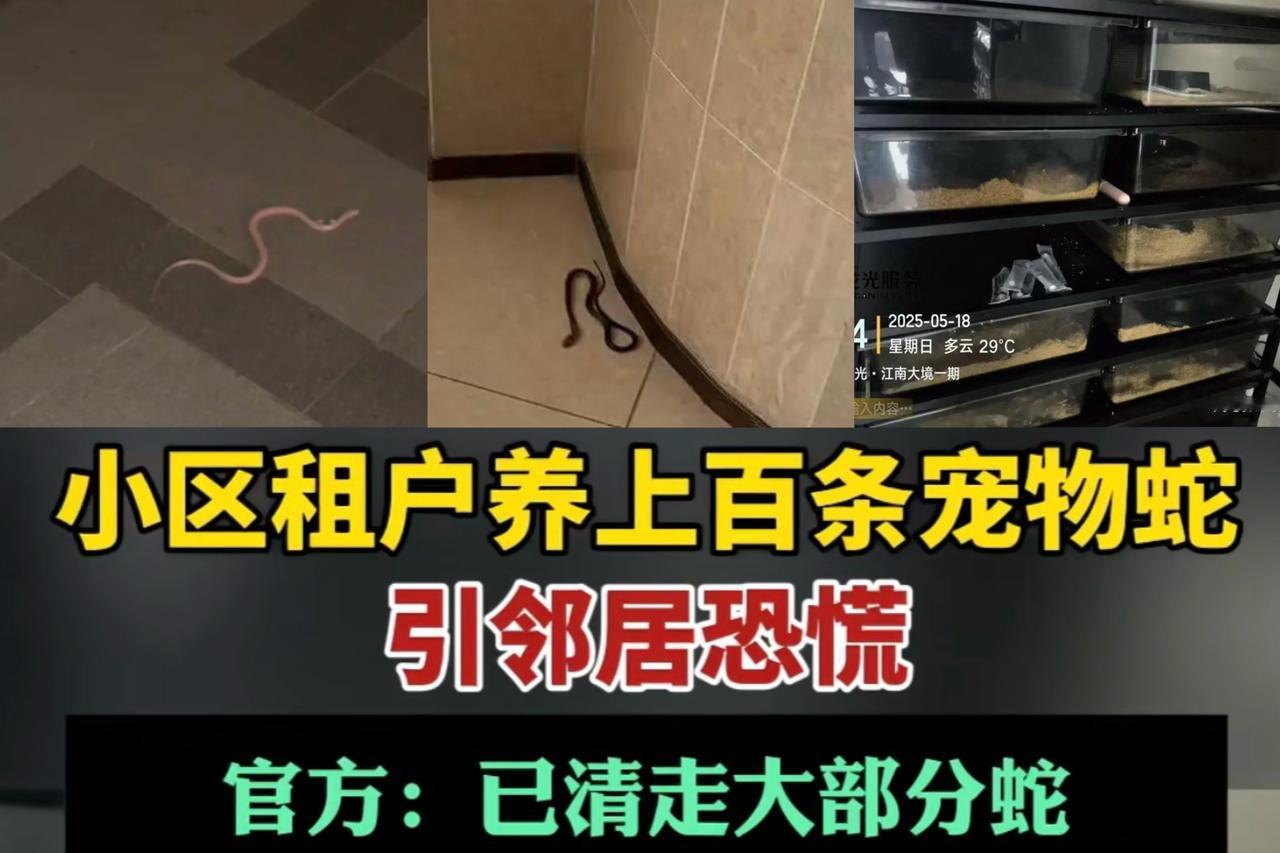 恐怖，东莞长安镇某小区，小伙子租房在25楼养100多条蛇，不少蛇都爬出来了，吓得