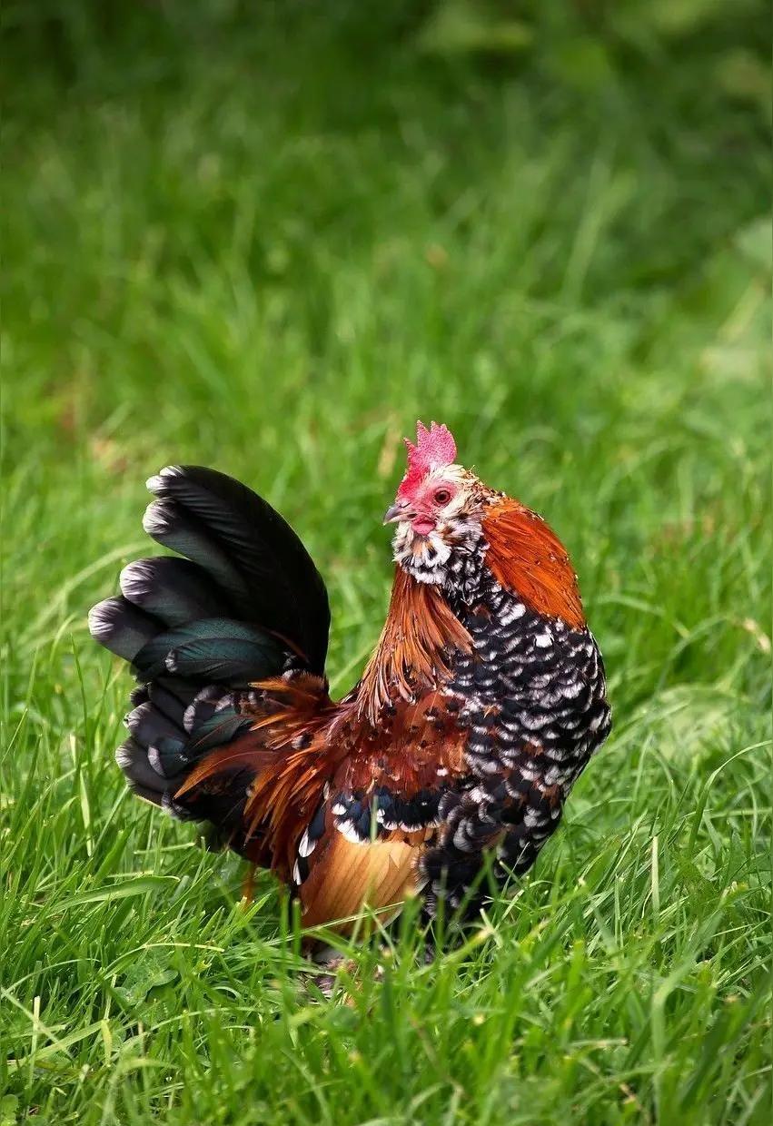 “又鸟”到底怎么翻？谷歌先甩出“twobirds”，中国翻译研究院给它安了个