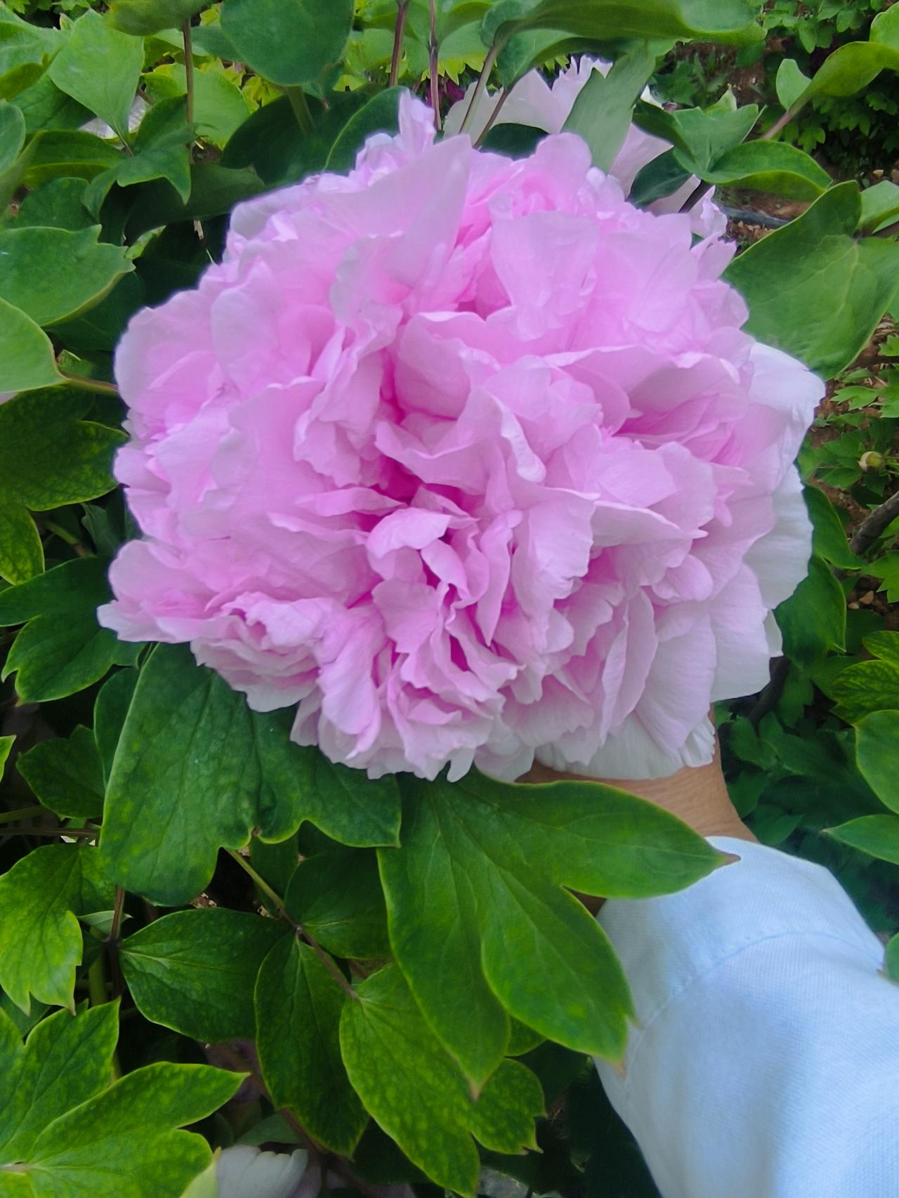 牡丹花美景图片分享