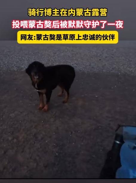 太有灵性了！内蒙古，男子晚上在路边露营，刚搭好帐篷，就发现两只蒙古獒向他靠近，他