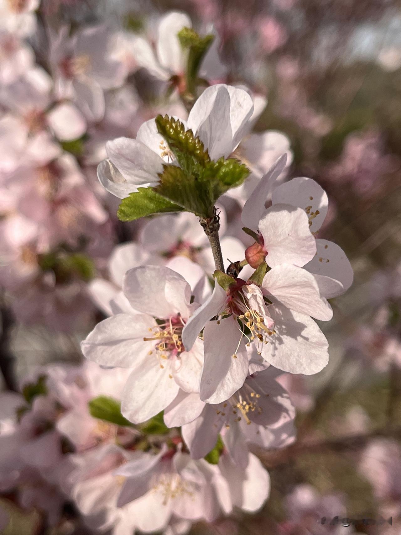 这世界最美不过初见那一刻那一眼浅笑的瞬间开启一帧浪漫的诗篇樱花树下