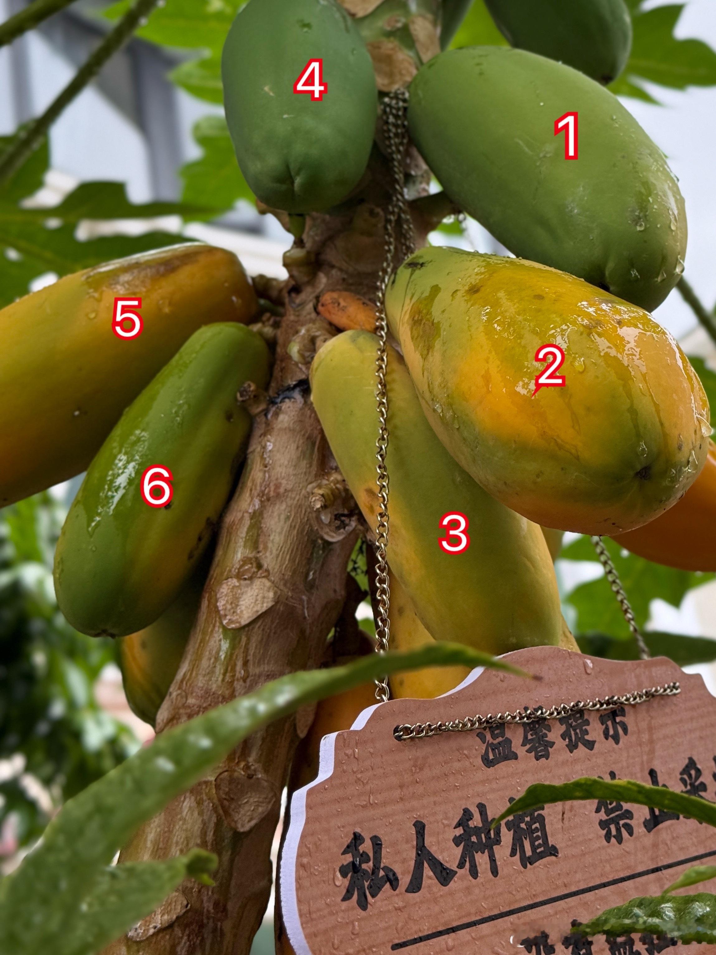 我现在比抓奸的丈夫还疑神疑鬼每天出门看看跑步回来看看心里总觉得少了一个两个对比
