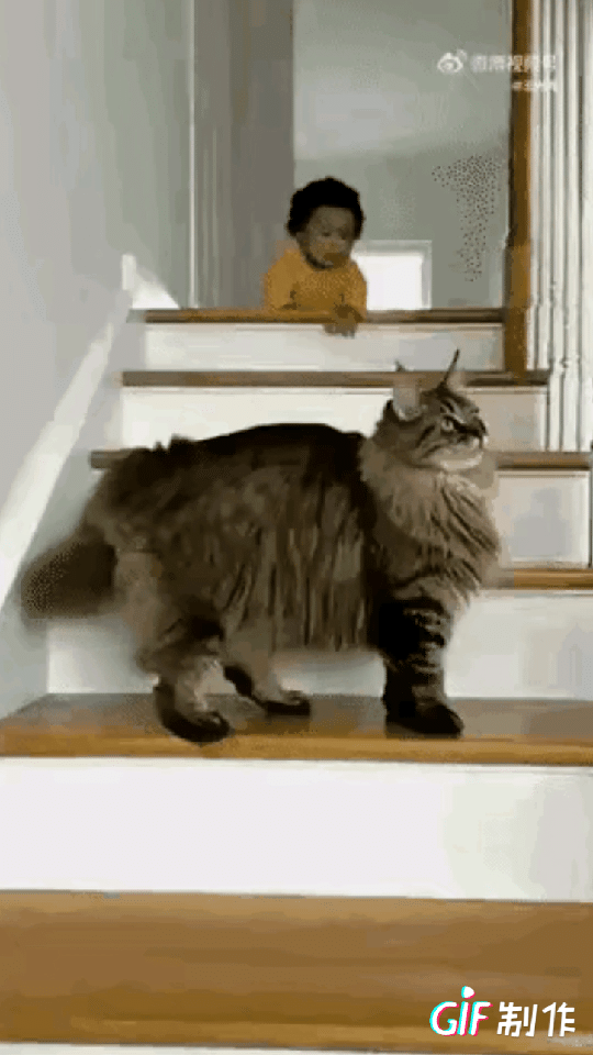 真是不可思议！小主人脚下一滑，顺着楼梯滚了下来。猫咪见状，立刻从高处翻滚着冲过