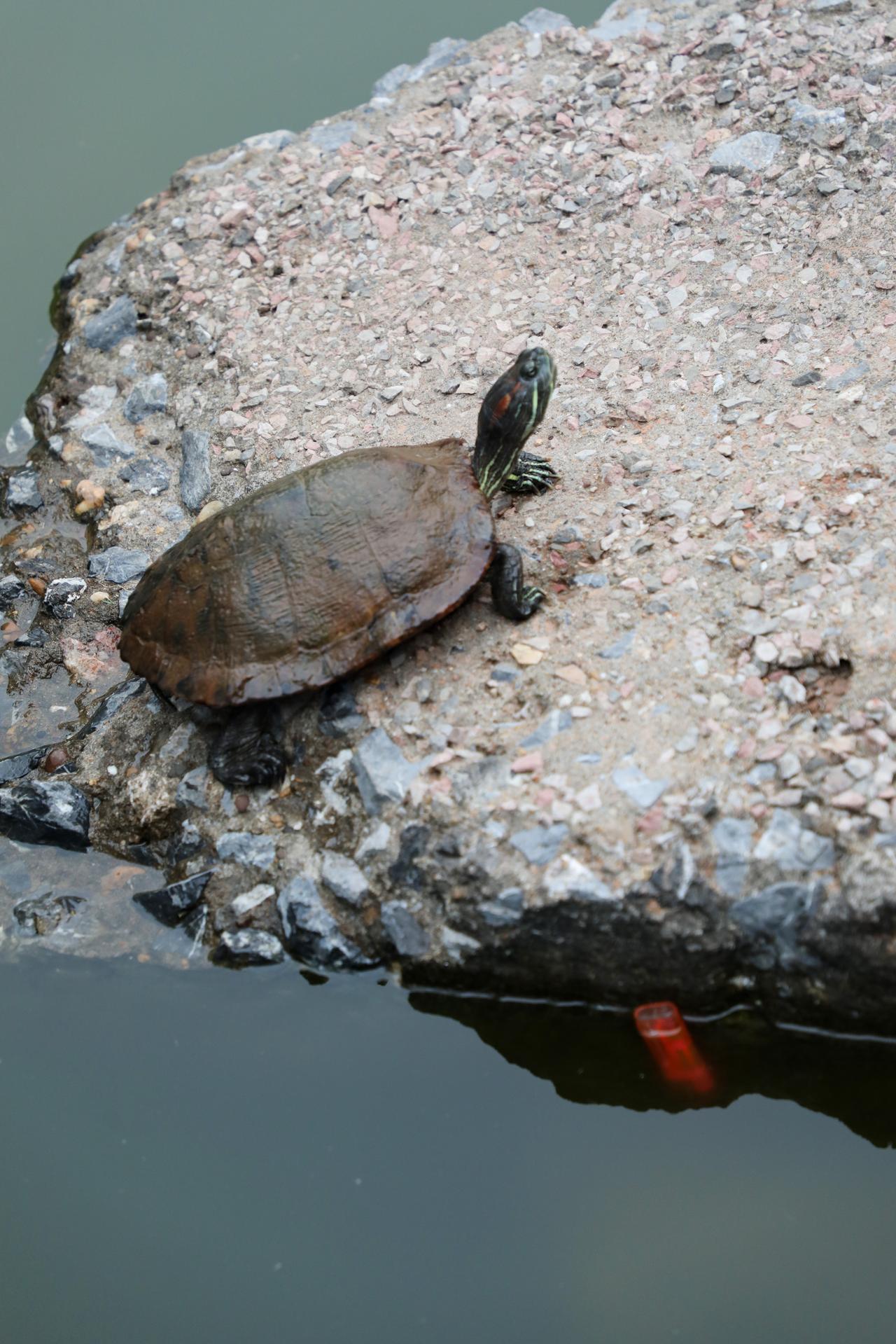 这是一只做瑜伽的龟儿，专注而投入她独自一个趴在大石头上专注、投入地做着瑜伽