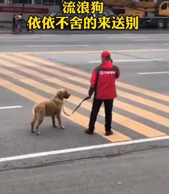 流浪狗“大黄”依依不舍