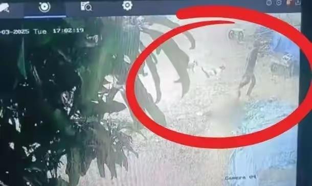 哎，印度这是咋的了？根据潇湘晨报的报道，近日，在印度发生了一起匪夷所思又惨绝人