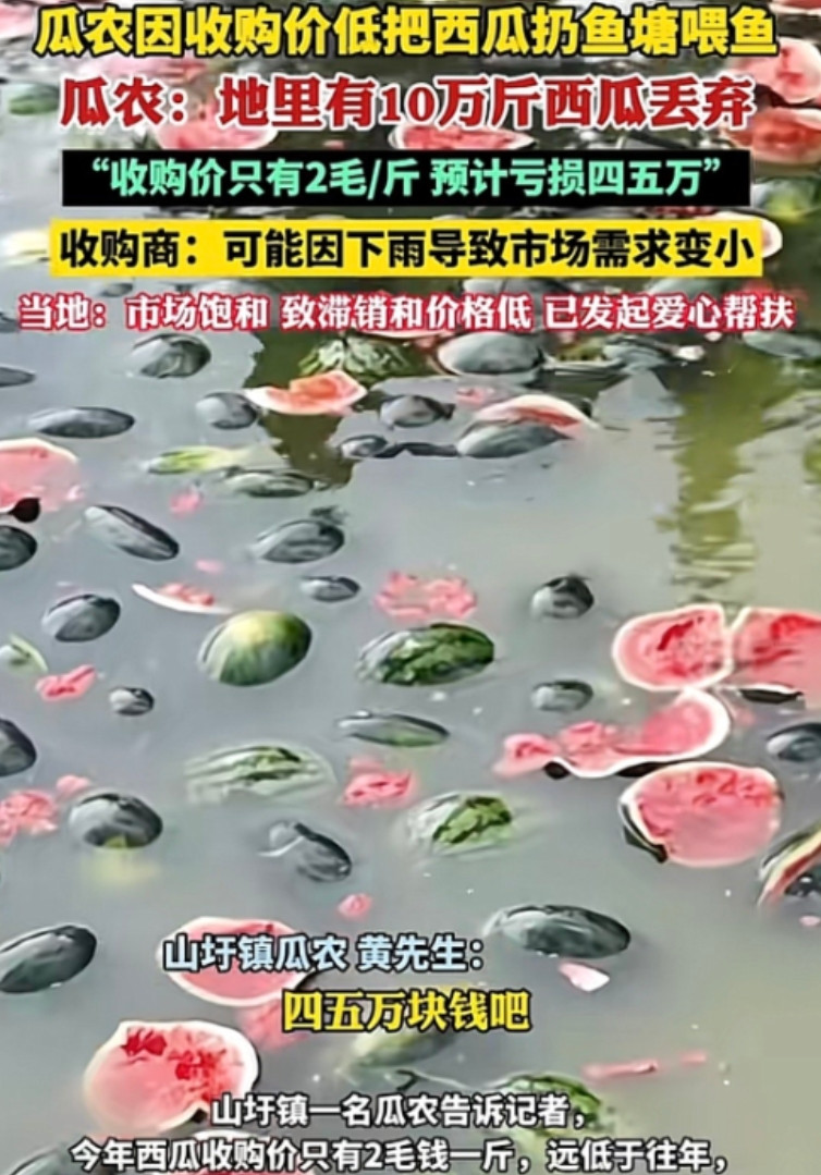 广西，有位瓜农今年西瓜成熟，满心期待能赚一笔，却遭遇收购价低至2毛一斤的困境。他
