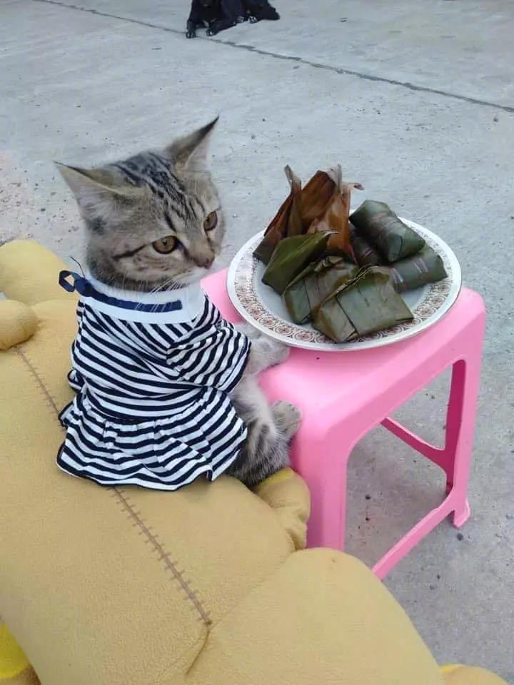 猫：各位行过路过，干万别错过哦！[捂脸哭]为了一日三餐的猫粮，我容易吗？这只来自泰