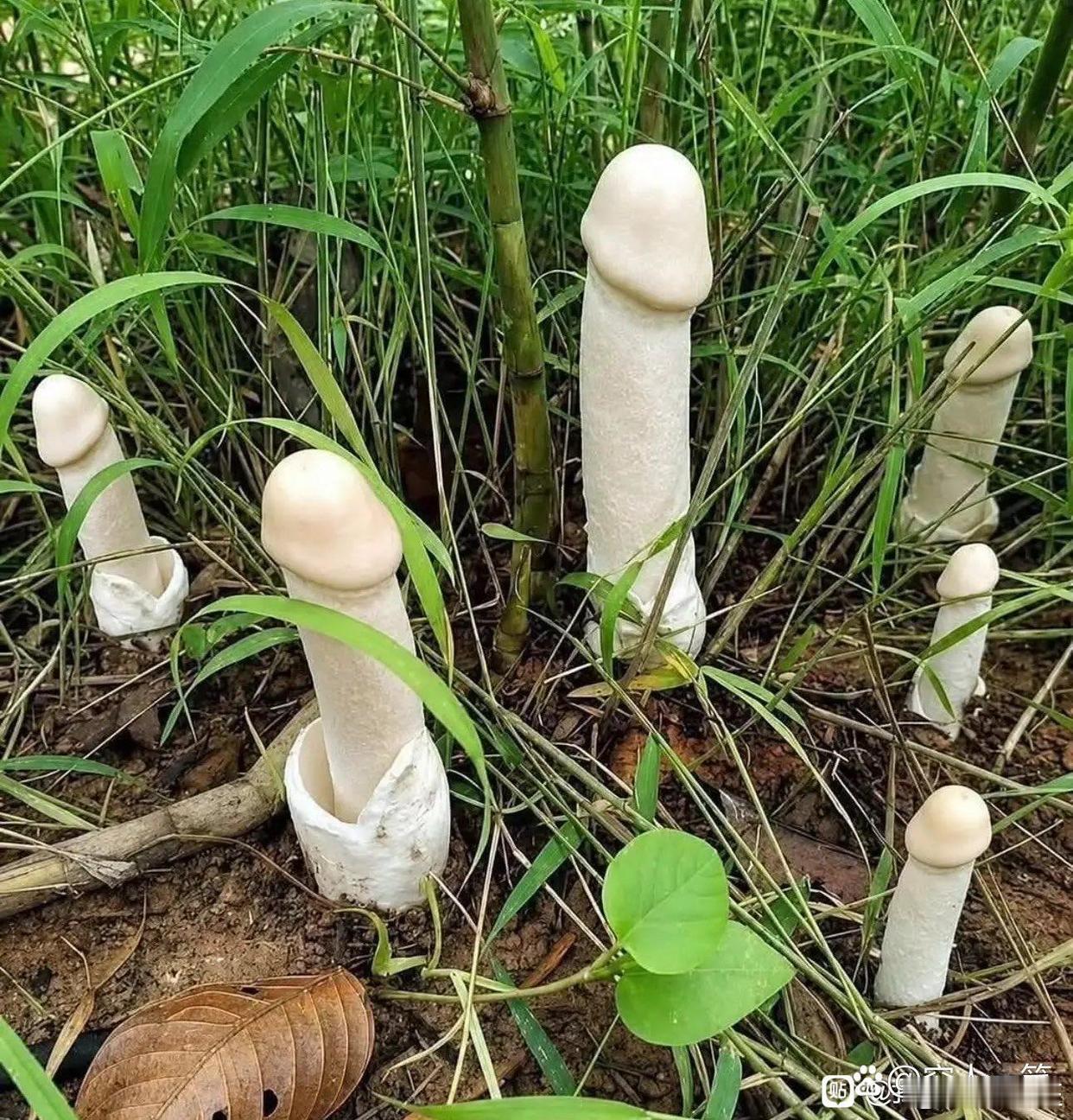 不正经的小香菇
