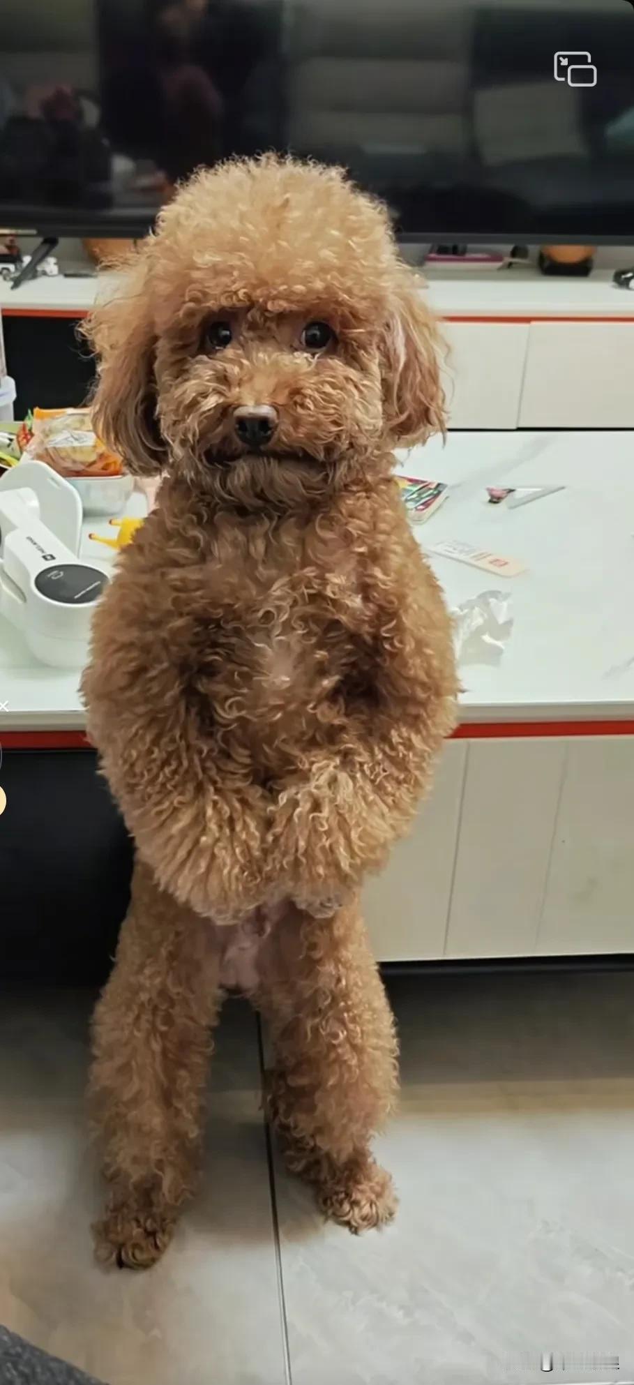 我家那只小泰迪，调皮得很，经常在家里捣乱。上次我出门回来，发现沙发被它啃得惨不忍