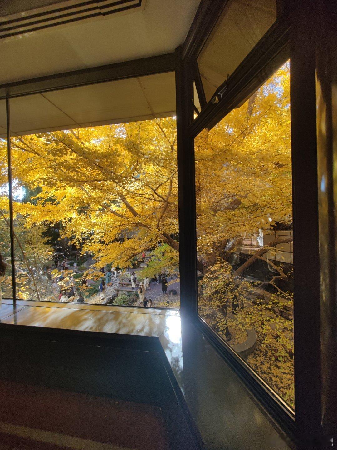 百年银杏，一窗京秋，首都宾馆秋色  摄影