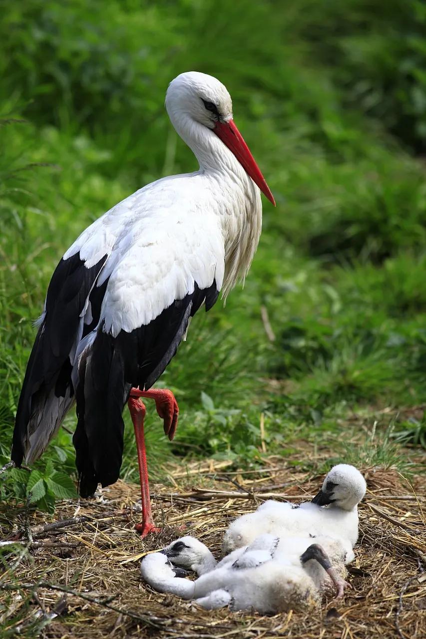 这么可爱的鸟类，太可惜了[哭哭]一媒体报道，12月5日，江西上饶一湿地惊现