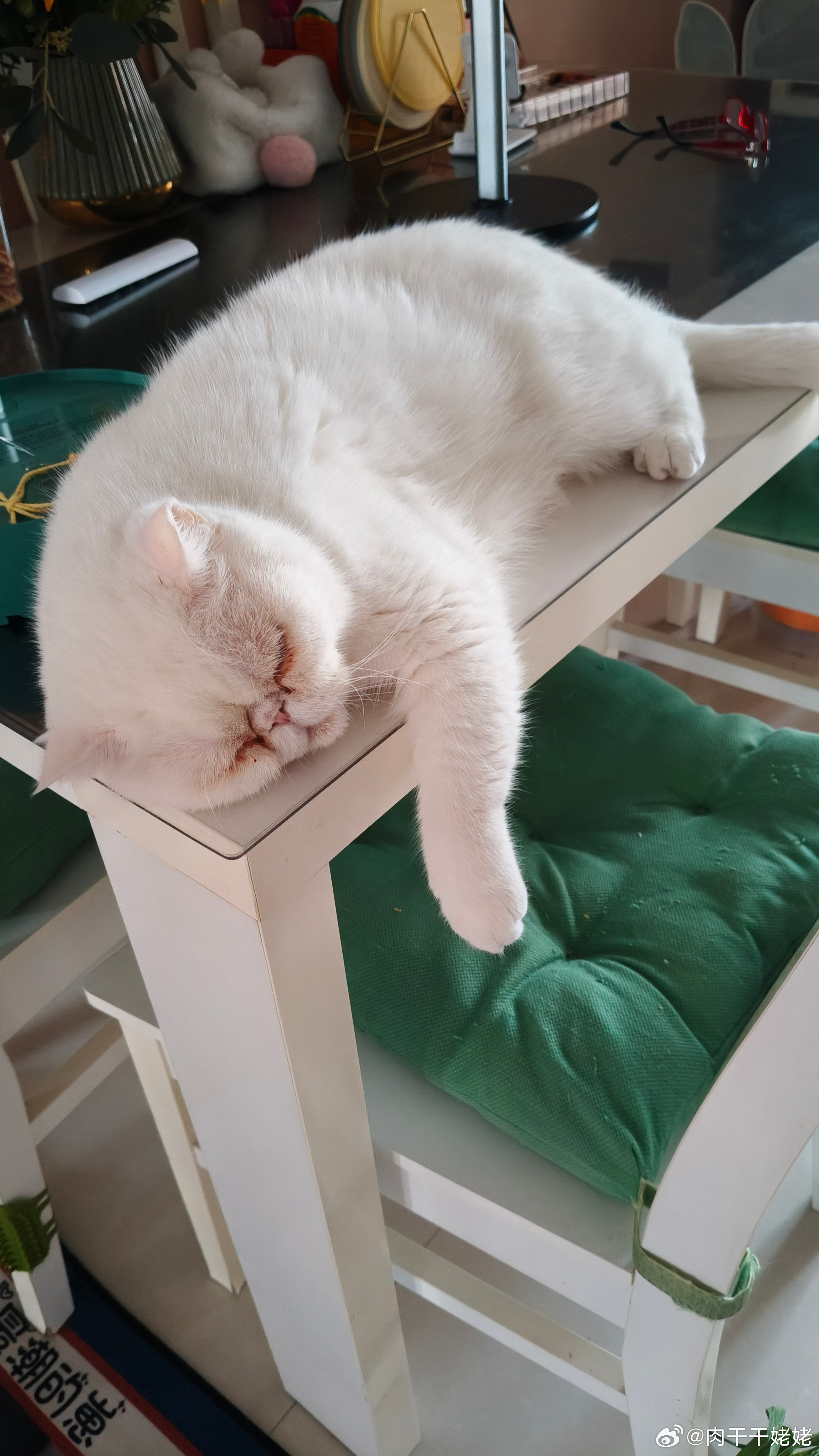 猫真是实现睡觉自由的小精灵，在哪都能睡，而且睡得可爱睡的霸气～晚安
