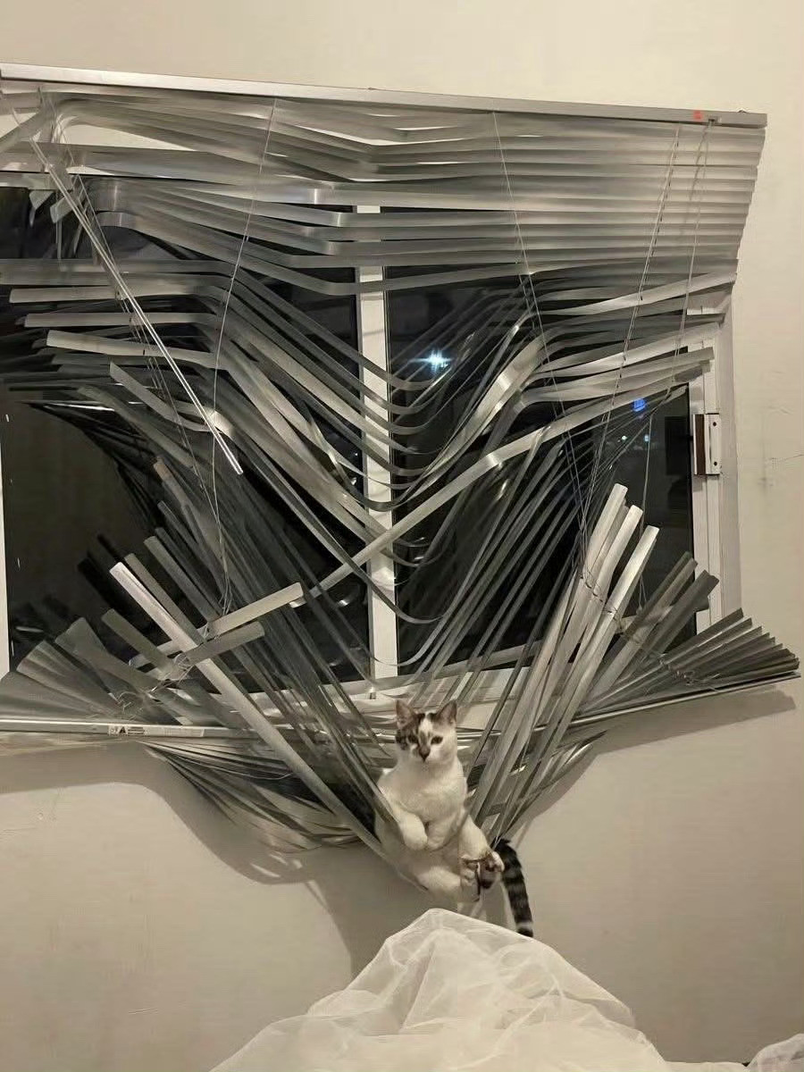 猫咪：我准备好了，拍吧📸​​​​