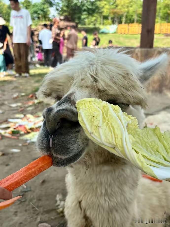 某动物园里面的羊驼，吃游客投喂的东西太多了，趴在地上都不愿意动弹，不知道这样的暴