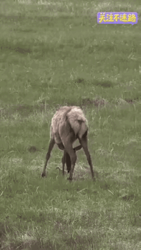 难道狍子也是肉食动物😯😯😯😯