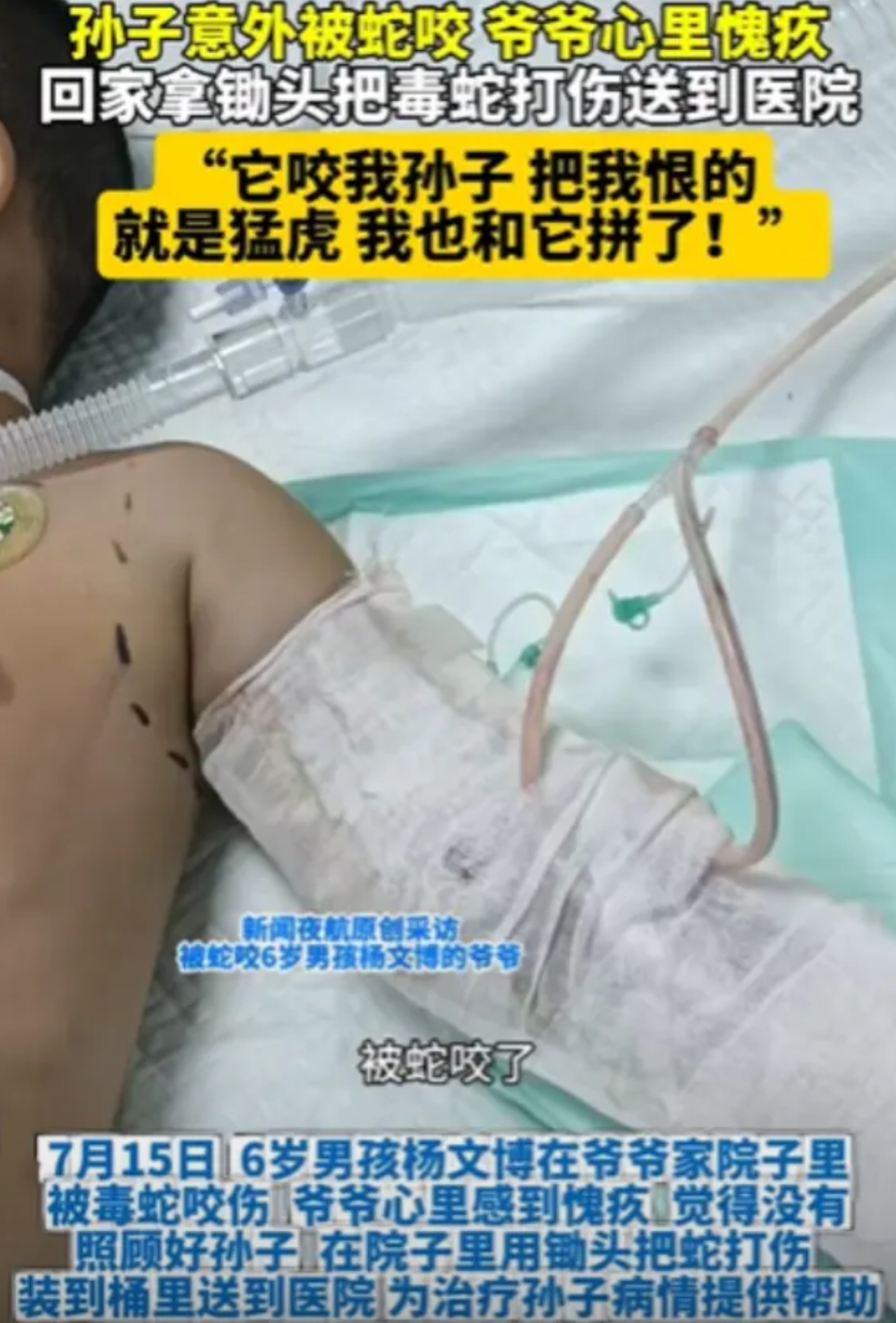 “有仇必报！”7月15日，黑龙江，孙子意外被毒蛇咬，爷爷感到很愧疚，竟然立马回家