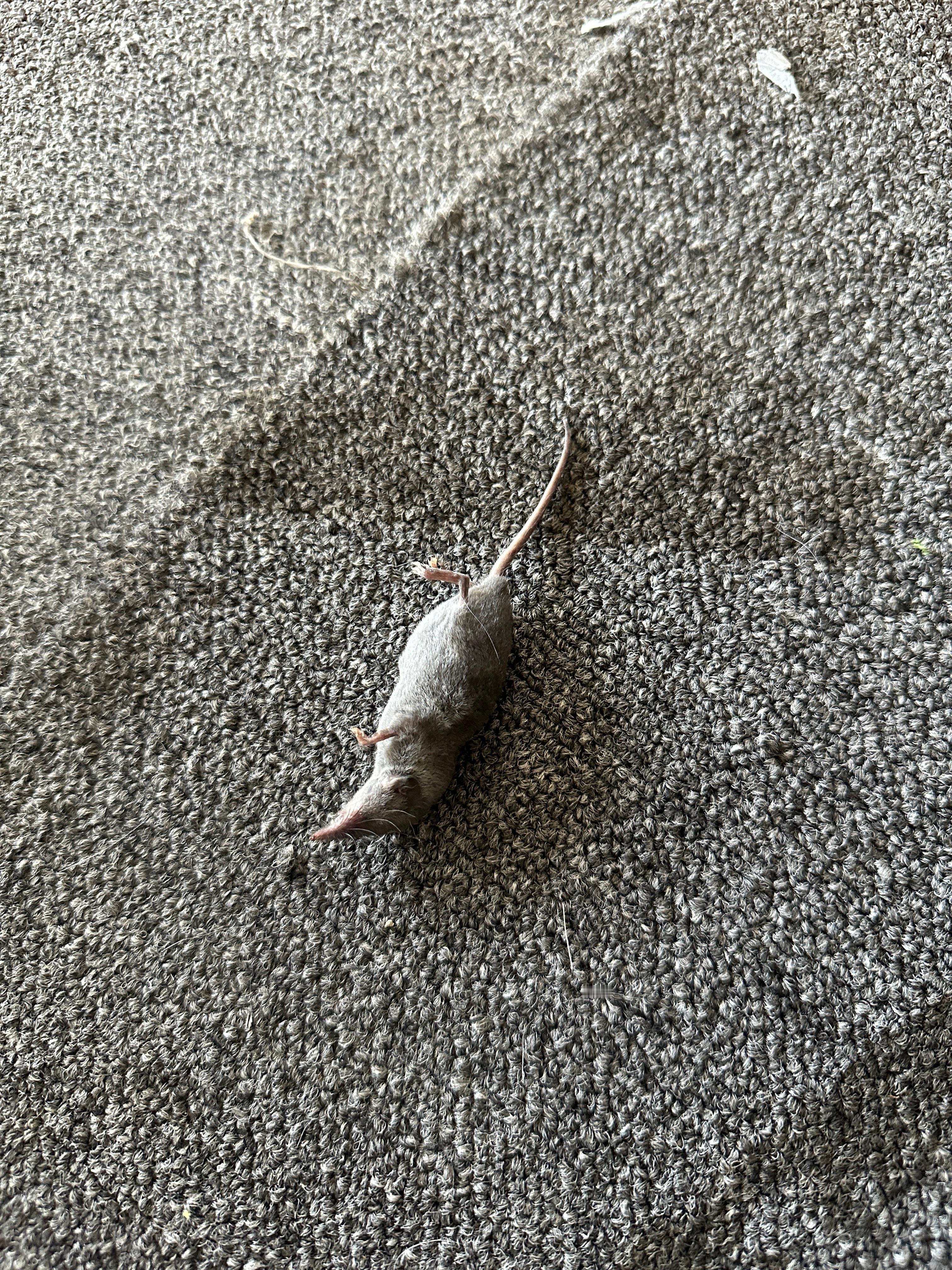 这是什么鼠鼠。店里的小猫咪抓得应该是。​​​