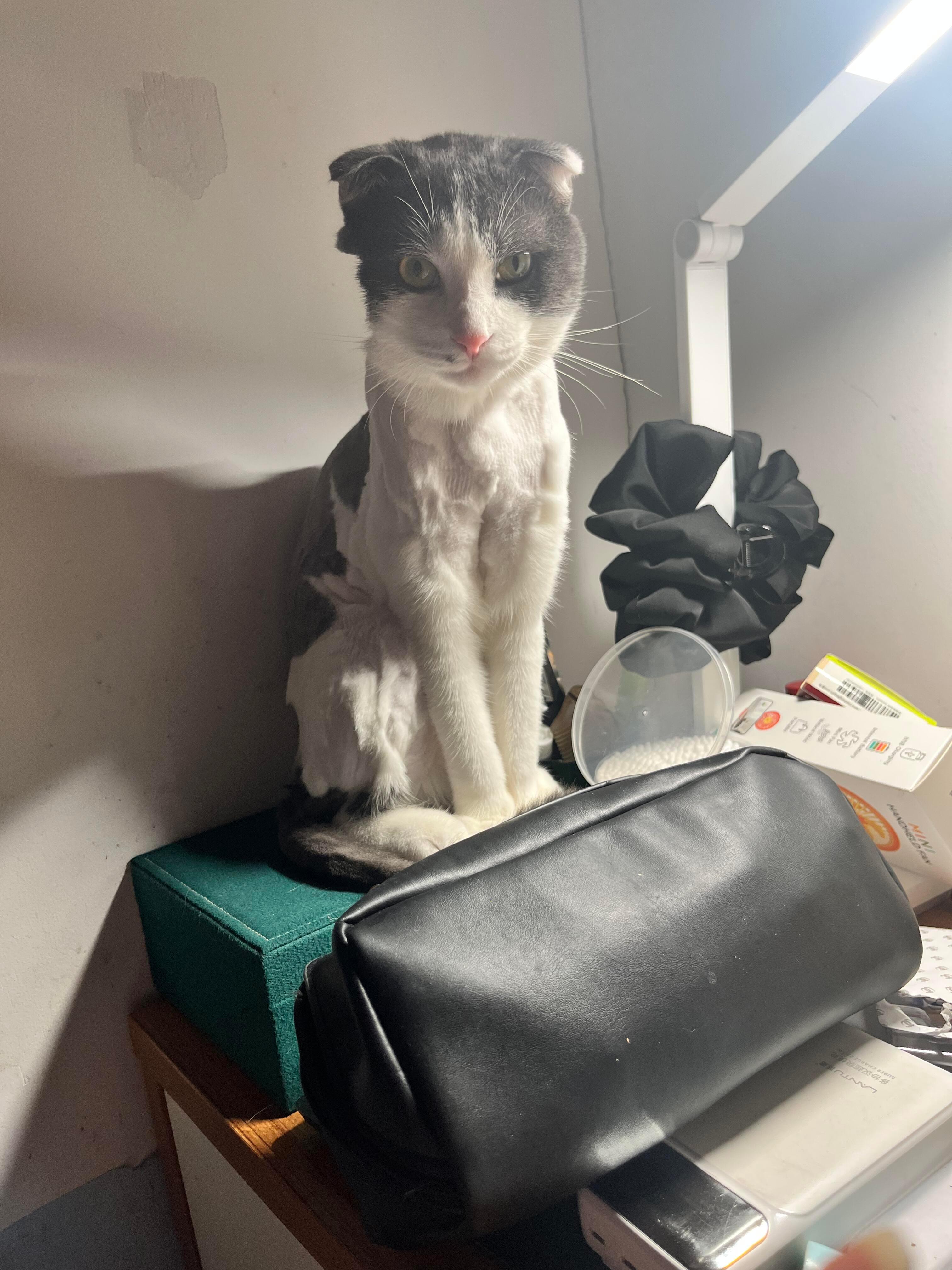 小猫刀削斧凿般的脸​​​