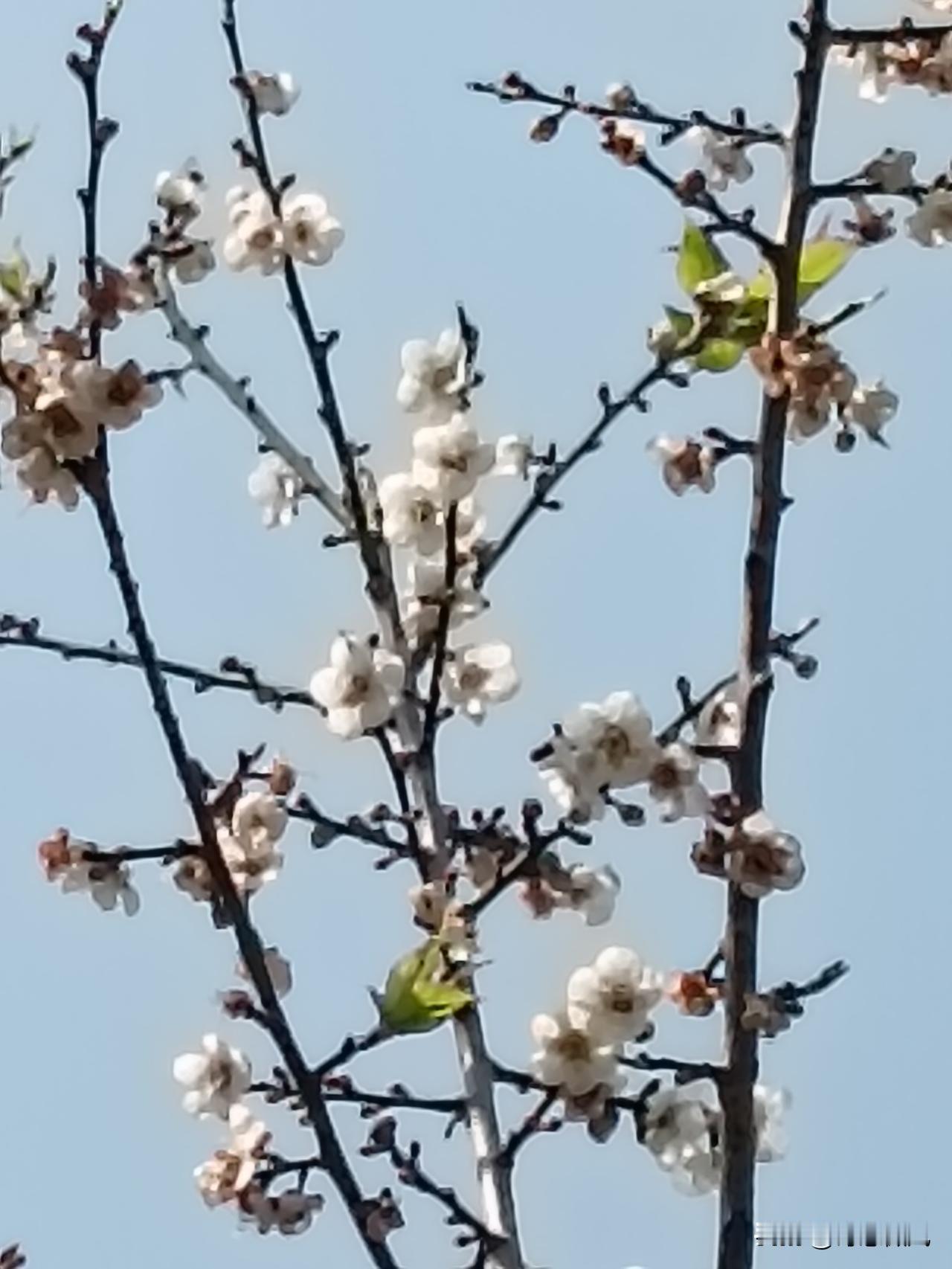 今年冬天的不同今年冬天跟往年差异超大。前阵子暖和得能穿单衣，樱花都提前开了，仿