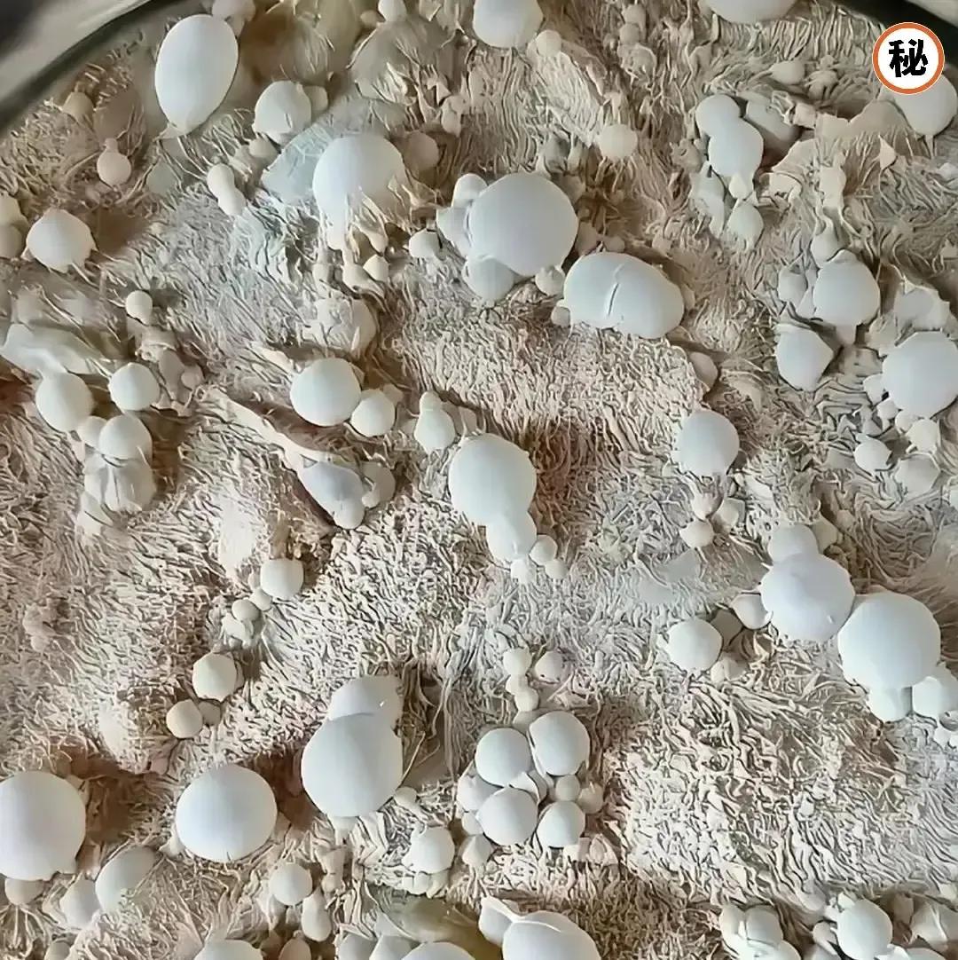 媳妇腌泡菜翻车，白泡泡盖满缸面，老公拍视频上网求救。两口子第一次用老陶缸，盐水