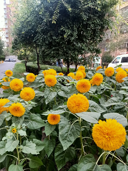 如果，吴梦洁这两年内再练不出一传来，那她就将会是另一个刘晏含！吴梦洁攻强守弱