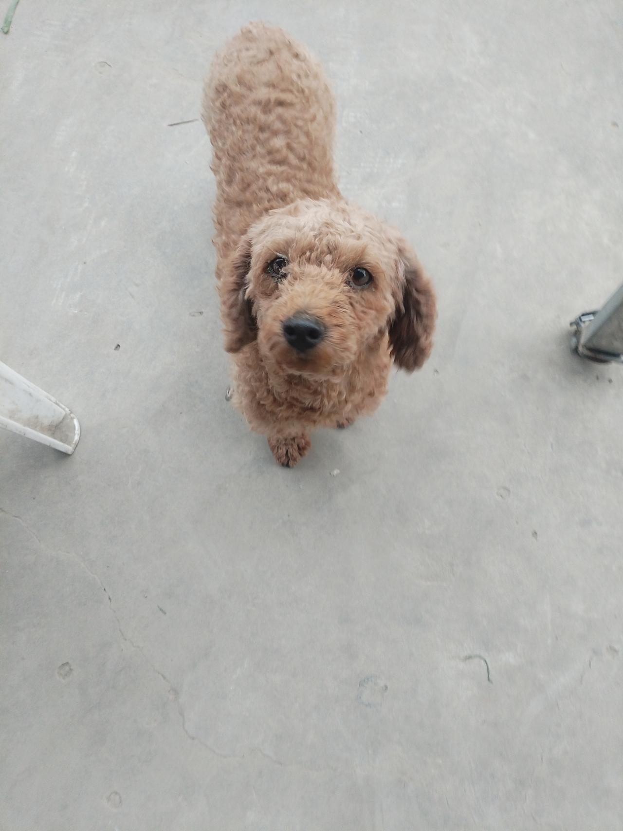 它叫“happy”，一只卷毛小泰迪。每次我回家，它就像装了弹簧似的扑过来，爪子扒