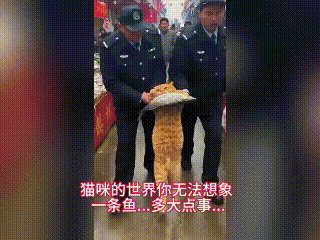 超市惊现“偷鱼惯犯”！被保安抬走仍死咬鱼不放，网友笑疯：猫的执念太离谱超市