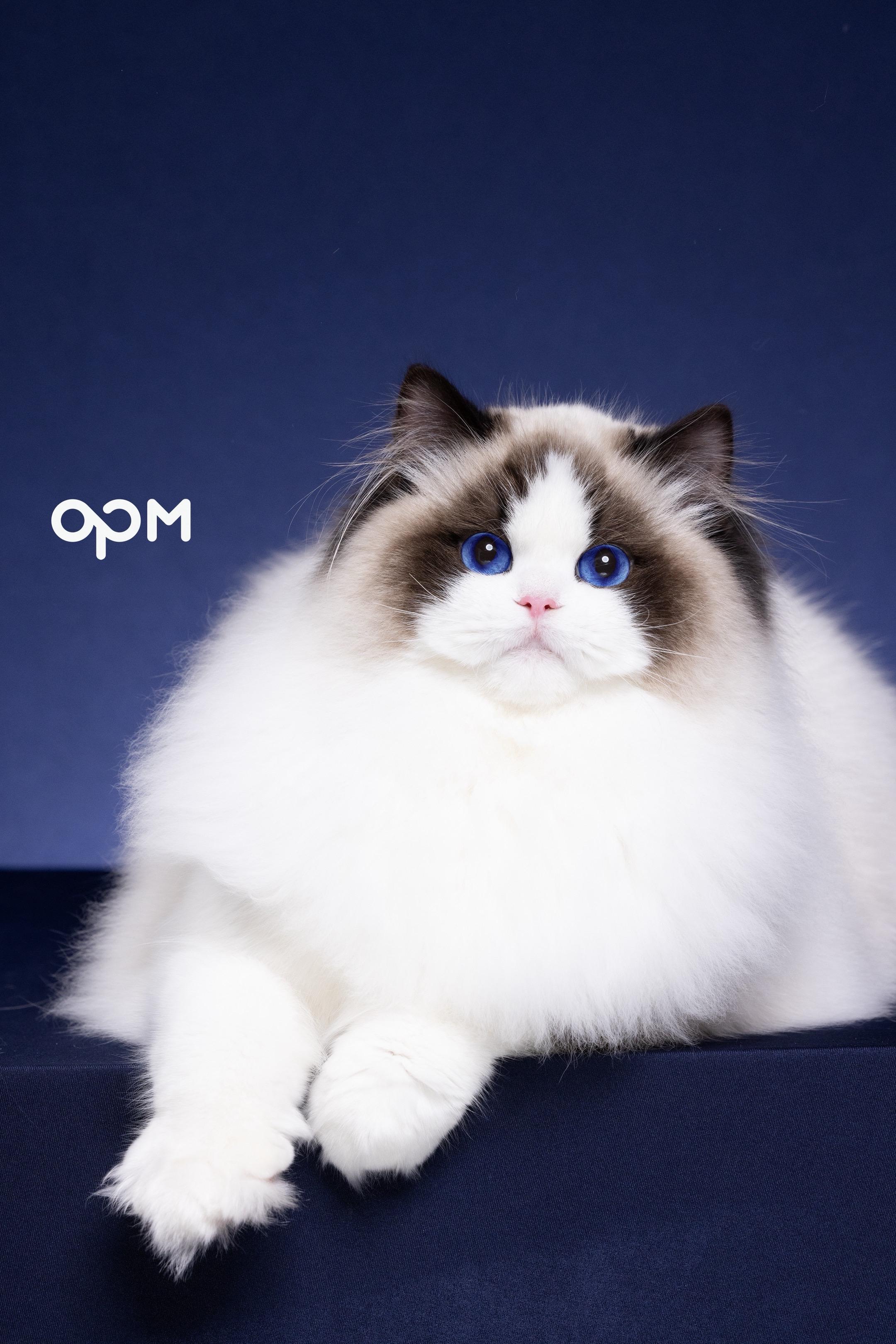【OPM布偶猫舍】——皮卡丘。新照片~