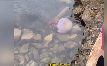 “天上掉馅饼了！”近日，山东烟台，一群游客在海边玩耍时，意外看到了一只巨大无比的