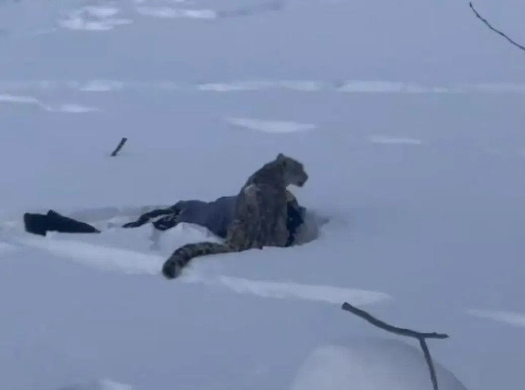 新疆通报“咬伤滑雪游客雪豹被捕获细节”