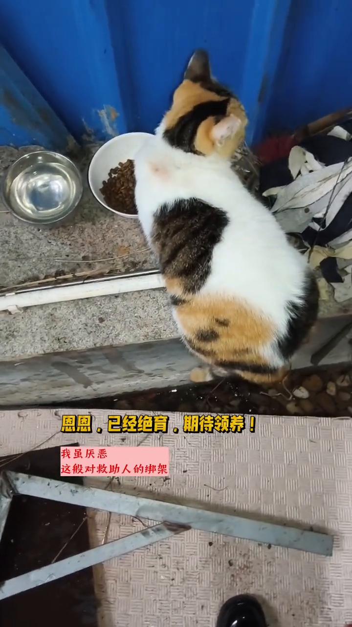 喂流浪猫就要给它绝育吗？我虽厌恶这般对救助人的绑架，但也极愿意展示我的成果。视