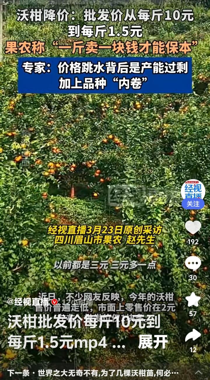 沃柑价格暴跌！从广西武鸣到四川眉山，果农含泪卖1.5元一斤，背后真相刺痛千万人：
