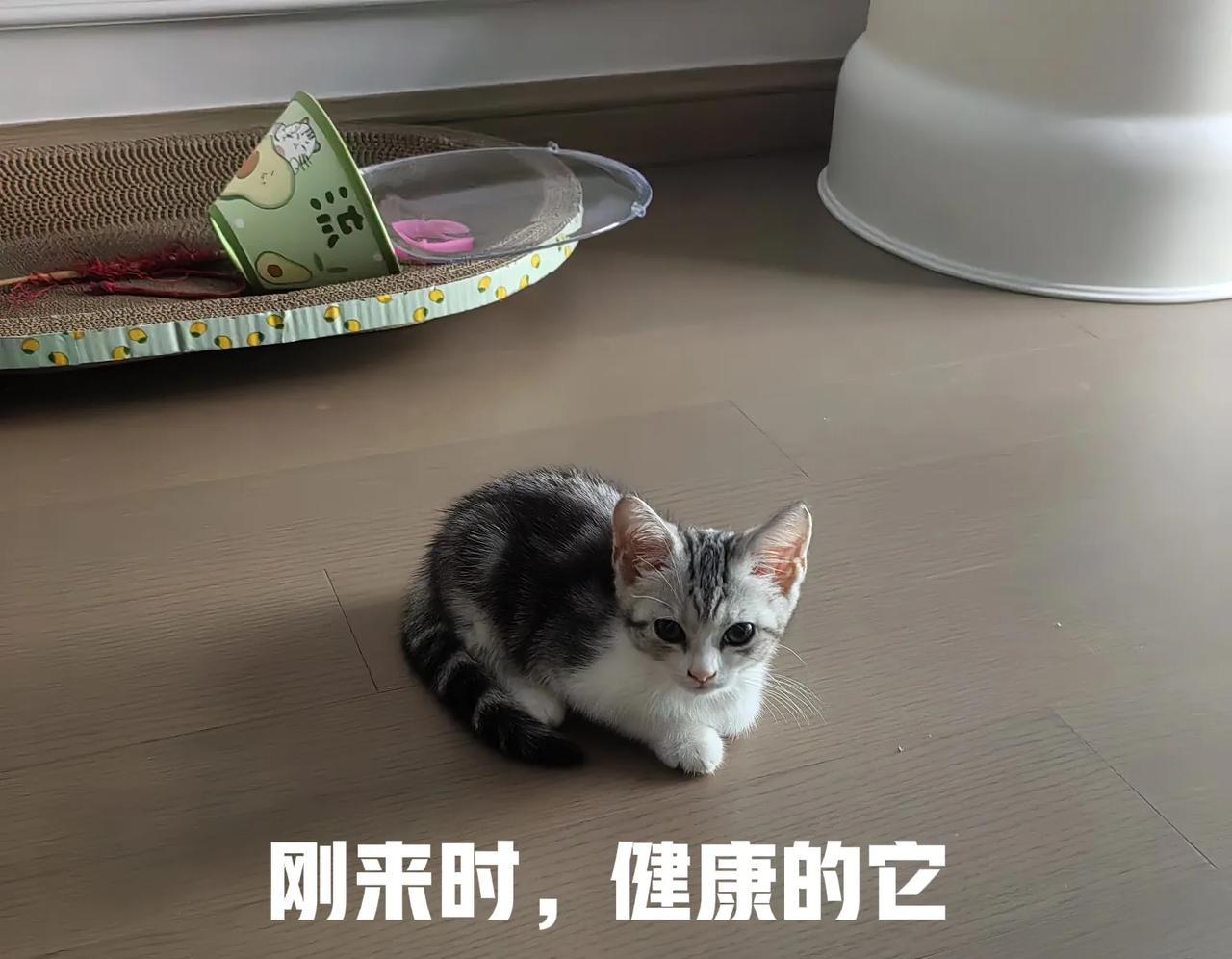 这两天一直在拯救濒死的它话说这个猫，来家的第四天开始拉稀呕吐，我在网上买了妈咪