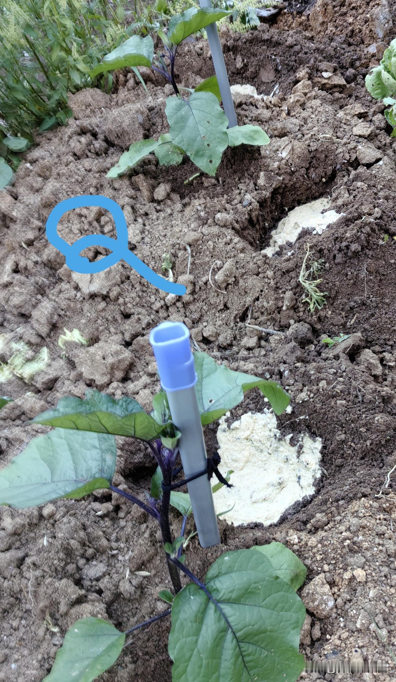 茄子一定不要打顶。从栽下到盛果期一直到大暑交节，都不能打顶。反倒要好好保护主